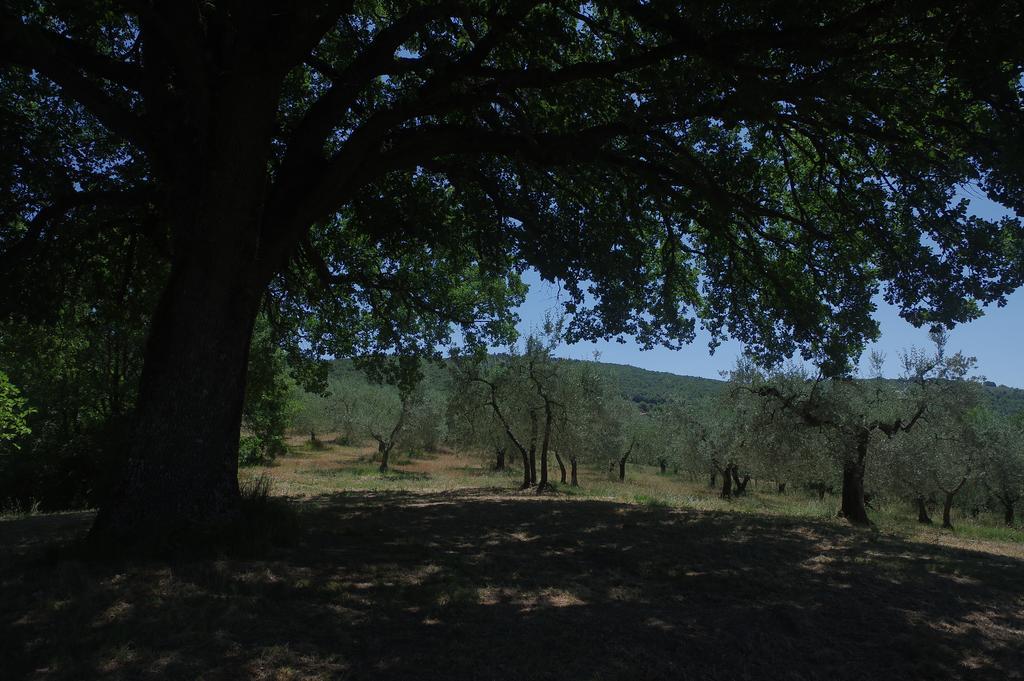 Borgo Buciardella Villa Baschi ภายนอก รูปภาพ