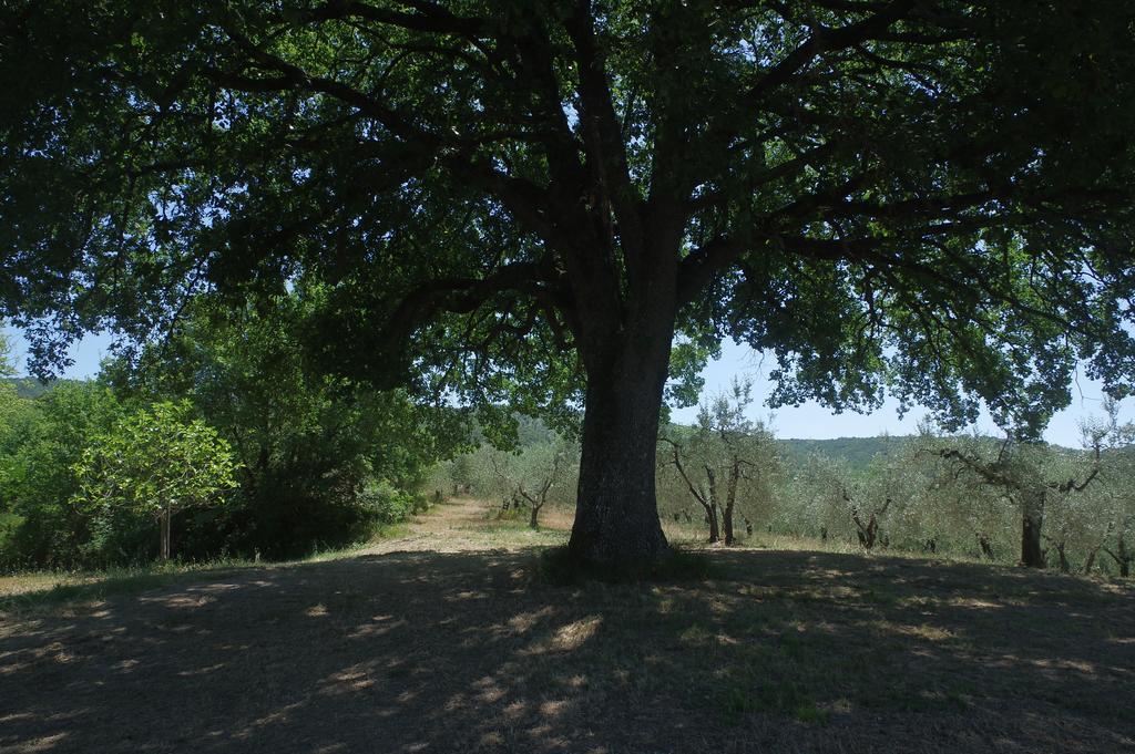 Borgo Buciardella Villa Baschi ภายนอก รูปภาพ